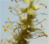  Male Inflorescence - a part
